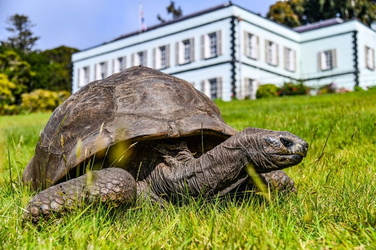 острів святої Олени, черепаха, черепаха довгожитель, черепаха джонатан