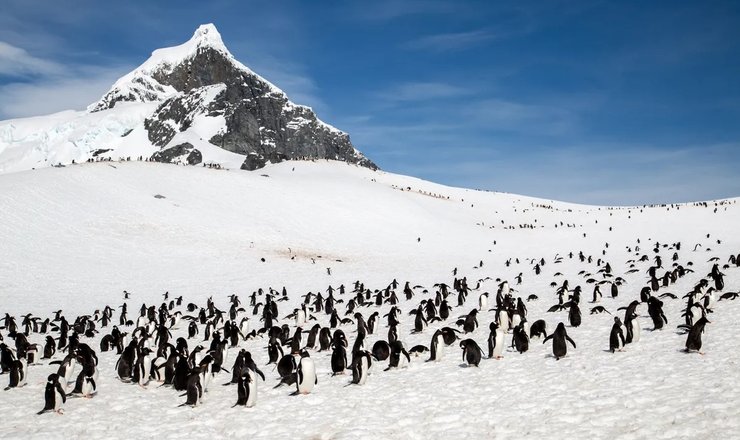 антарктида пингвины