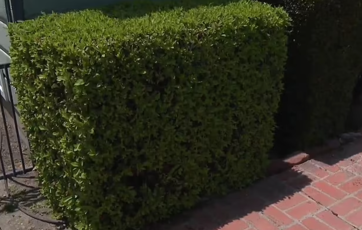 Воры следили за домом с помощью скрытой камеры, находка, криминал, ограбление, фото, США