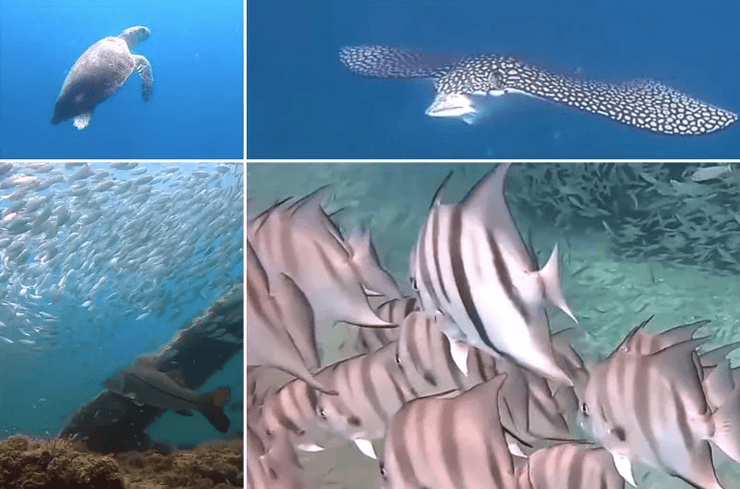 место кораблекрушения, морские животные