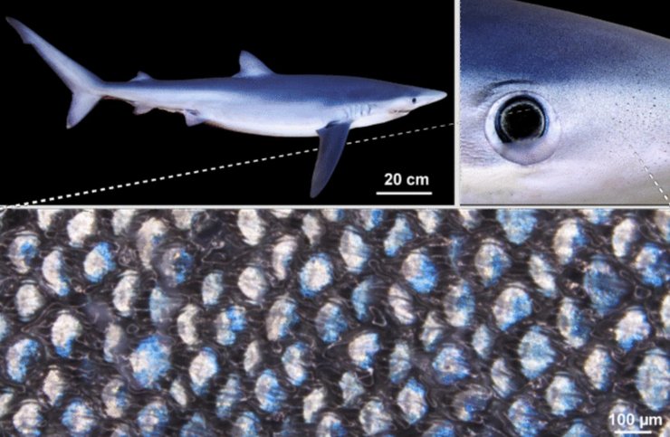 синяя акула