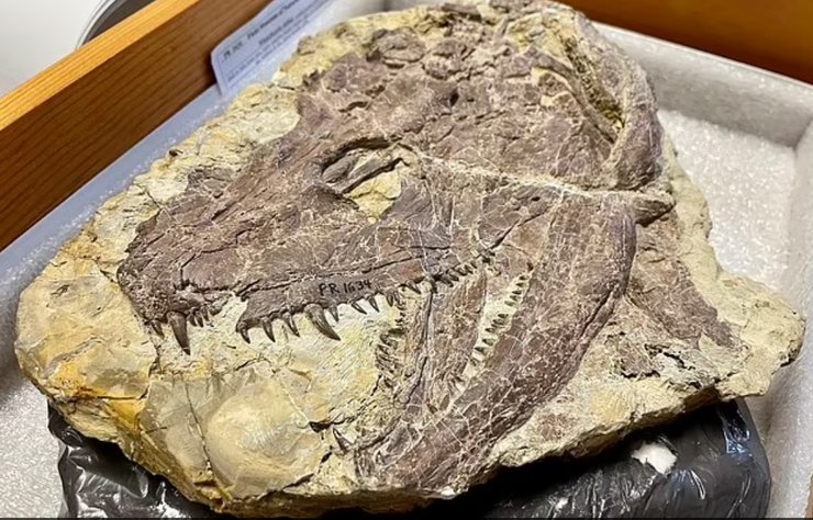 Whatcheeria, динозавр, хижак