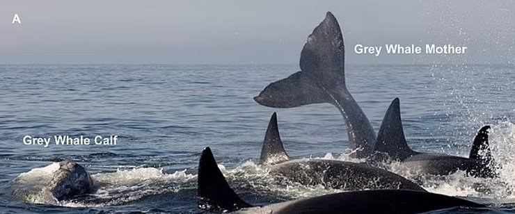 косатка сірий кит напад