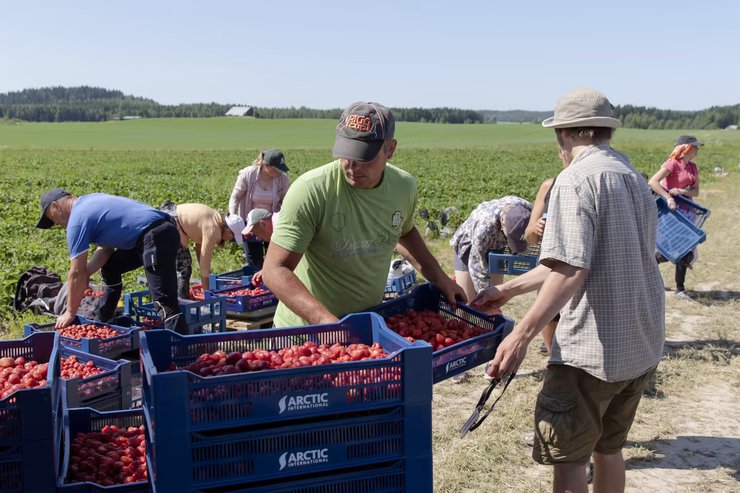 Першочерговою причиною раптового здорожчання полуниці в Україні є нестабільні й малооб"ємні поставки цієї ягоди через погіршення погодних умов