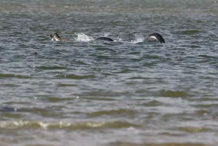 Несси, лох-несское чудовище