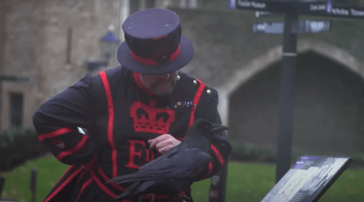 тауэрские вороны, ворон, шесть воронов, лондонский тауэр, Великобритания, англия, легенда, поверья, король англии, король, лондон, тауэр, символ лондона, монархия