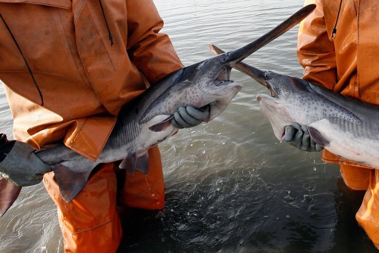 китайский веслонос, вымерший вид