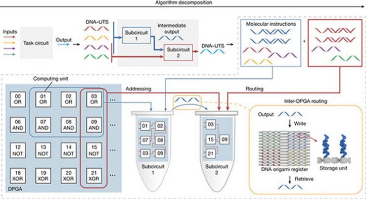 днк, процессор, вычисления