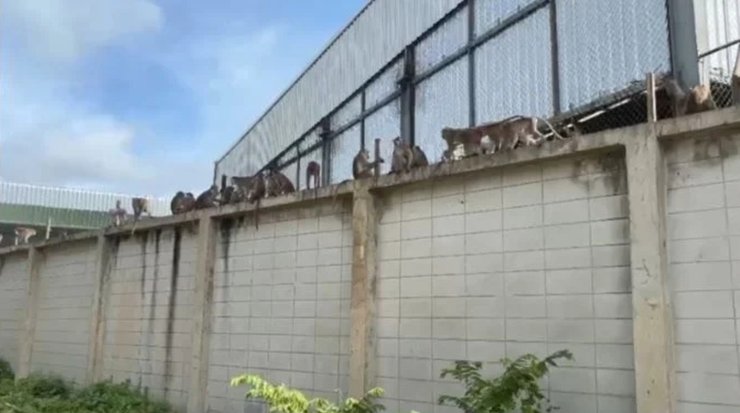 Група мавп сидить на стіні після втечі з притулку в Лопбурі, Таїланд