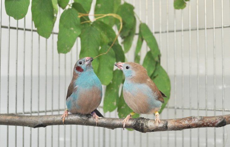 птица кордон-блю