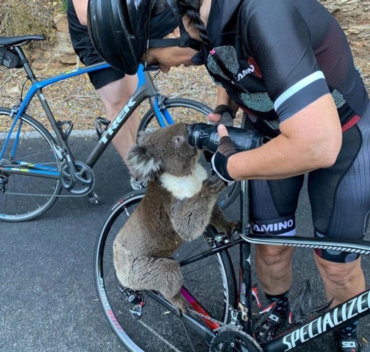 коалы в Австралии, лесные пожары