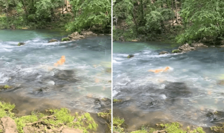 Романтическая сцена на фоне природы прервалась из-за собаки, которая оказалась в реке