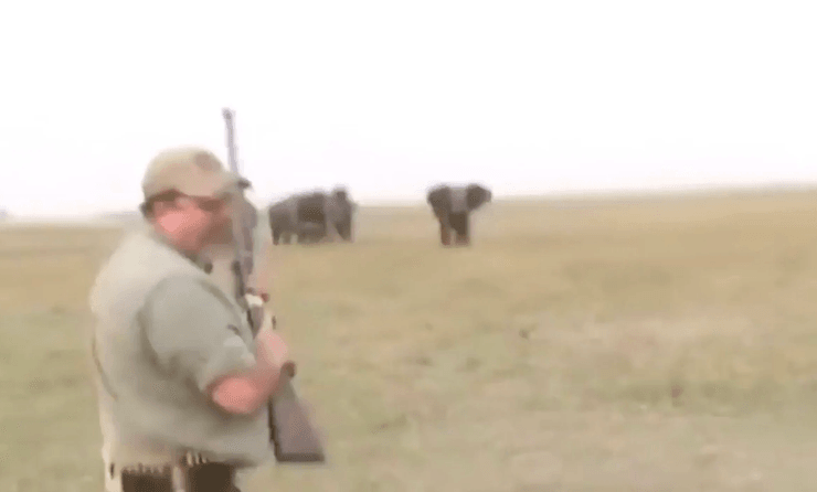 Охота на слонов, слоны, дикая природа, охотник, слоны напали на охотников, слоны отомстили, слоновая кость, заповедник