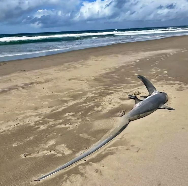Рыбак увидел акулу редкого вида, находка, хищницы, Австралия, фото, Джейсон Мойс из Сиднея, странные существа