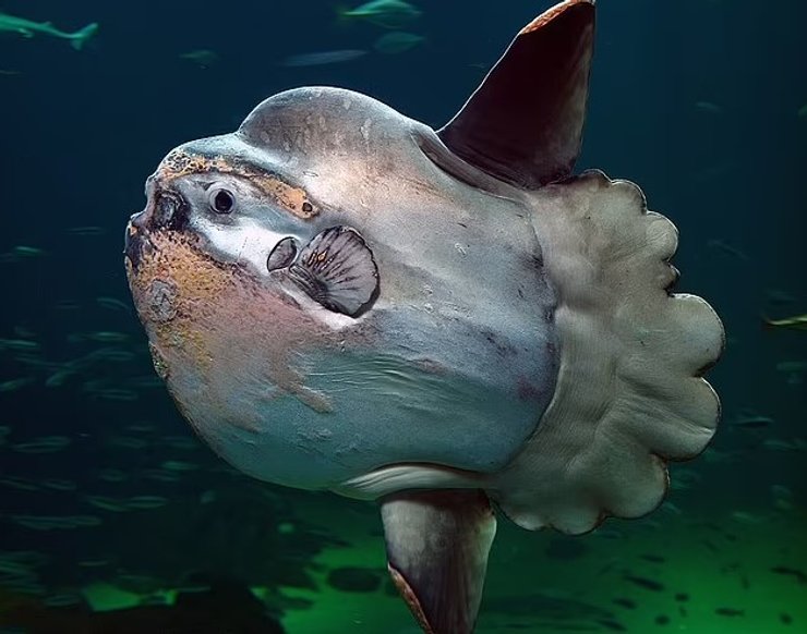 солнечная рыба океан