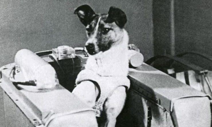 собака, Лайка, космос, перша собака в космосі