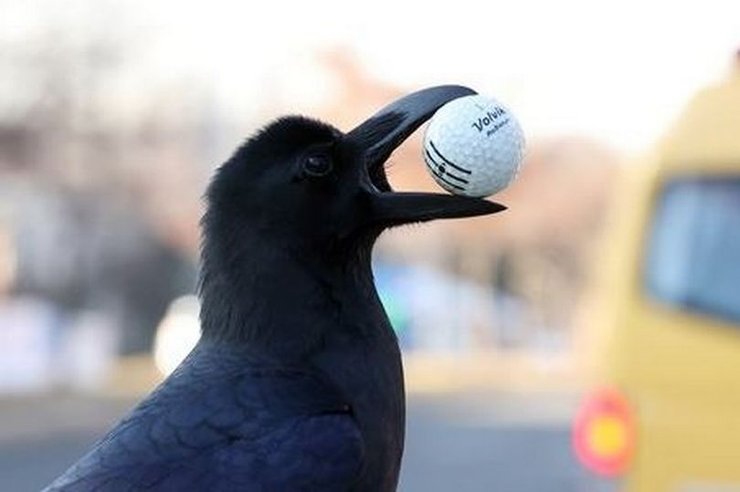 Умные вороны, ворона, птицы нападают на людей, птицы терроризируют города, отключение электричества, пернатые вредители