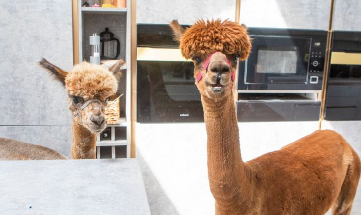 Мужчина вырастил в своем доме настоящую альпаку, животные, звери, необычные домашние любимцы