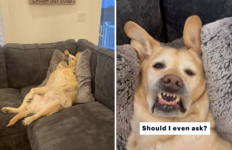 Мужчина отлучился, а когда вернулся домой, то застал своего пса за интересным занятием, курьезы, невероятные истории из жизни