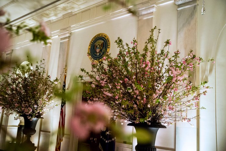 сакура, белый дом. оформление зала