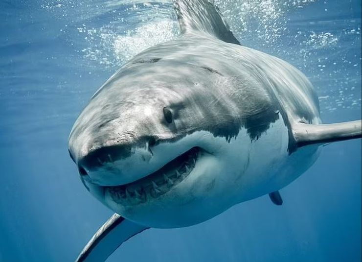 Белая акула, акула, акула без головы, акулу выбросило на берег, выбросило на пляж, нашли без головы, морской хищник, охота на акул