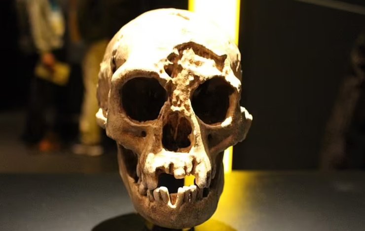 Homo floresiensis, стародавня людина