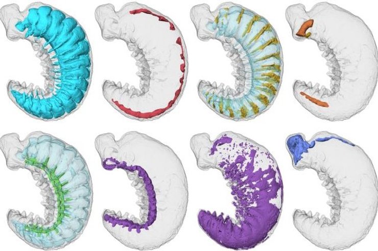 окаменелость червь личинка