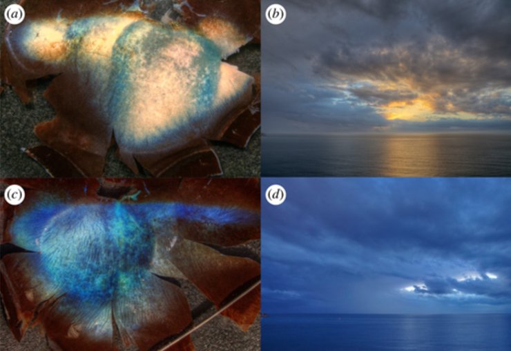 північне оленяче око