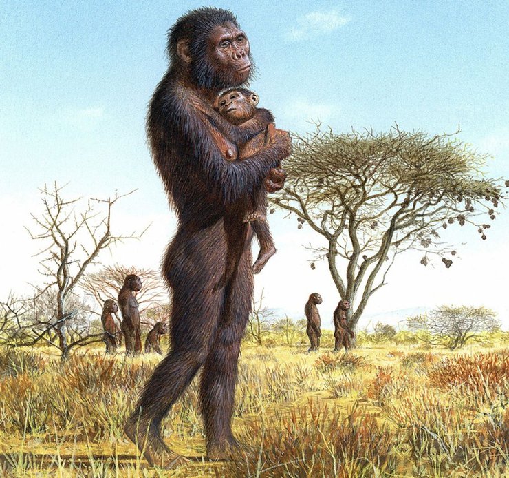 фото, австралопитеки, предки человека