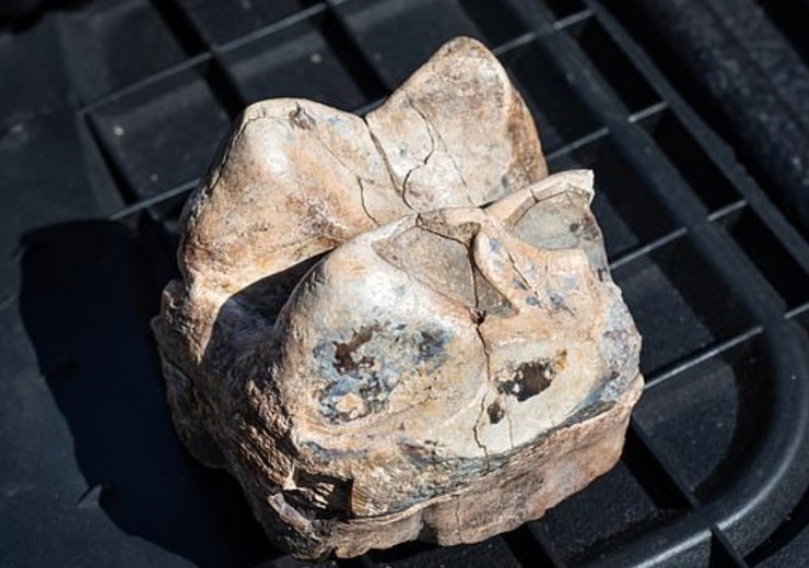 Зуб мастодонта