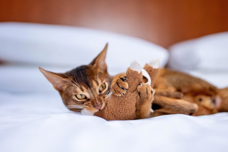 Абіссінська кішка, коти, кішки