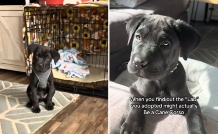 Породы собак, ошибка, приют, интересные истории из жизни, курьезы, странные случаи, интересности