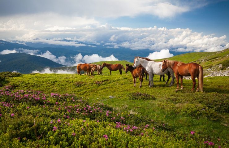 фотоконкурс, "Пейзажі та пригоди"