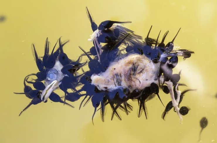 воробей головастики