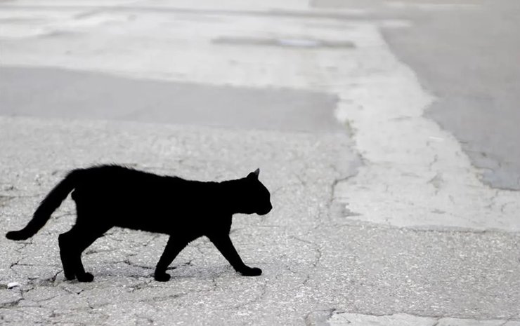 черная кошка дорога