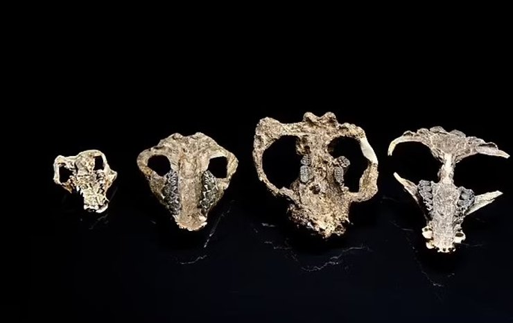 викопна тварина череп