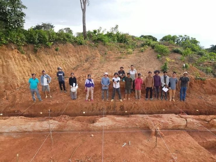 окаменелость древнего дерева