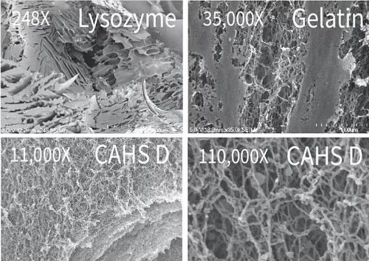 тиоходки белок