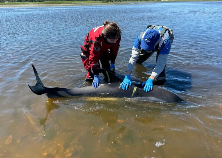 спасение дельфины