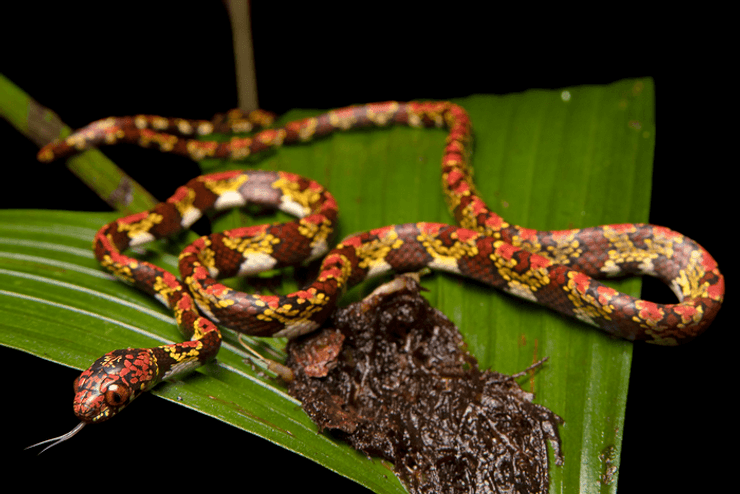 змея, Sibon marleyae