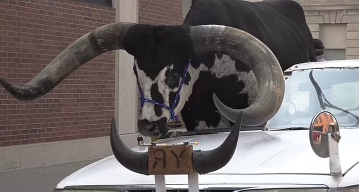 Бык в легковом автомобиле, бык, огромный бык, ватусси, африканский бык, бык в машине, вирусное видео