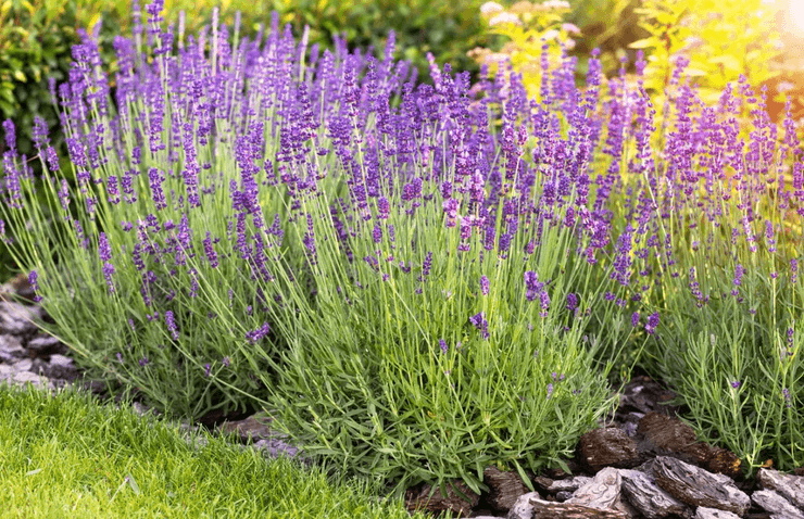 Избавиться от муравьев в квартире, как изгнать насекомых из дома обычными способами без искусственных средств и ядовитых веществ