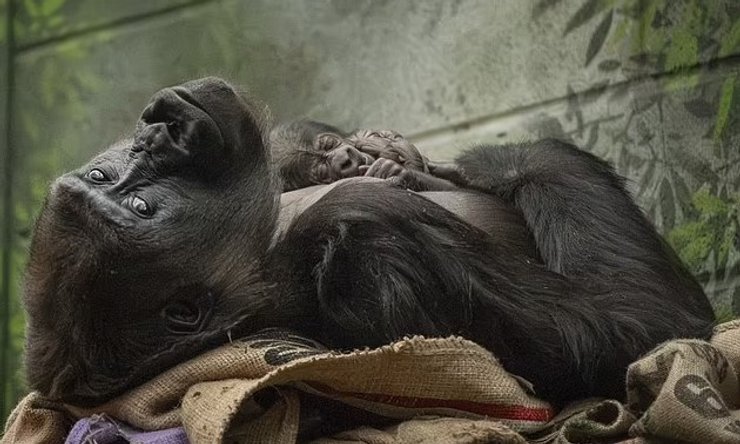 равнинная горилла детеныш