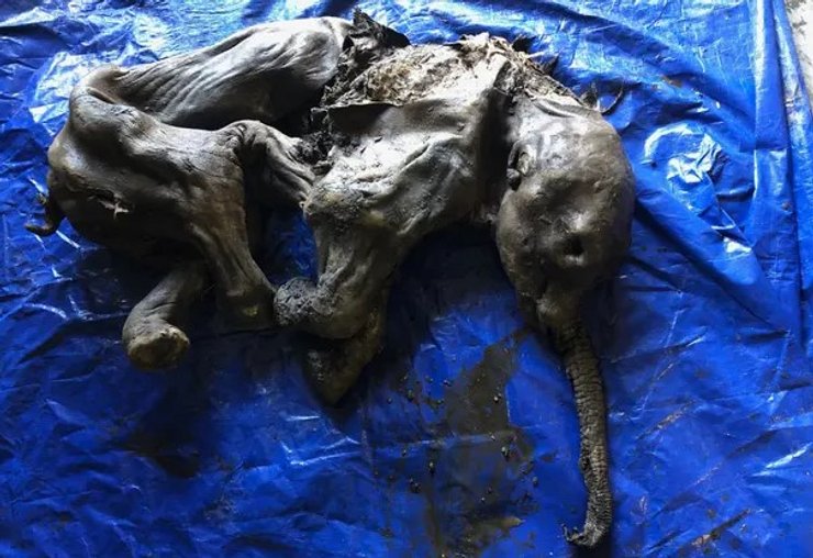 мумия детеныша мамонта