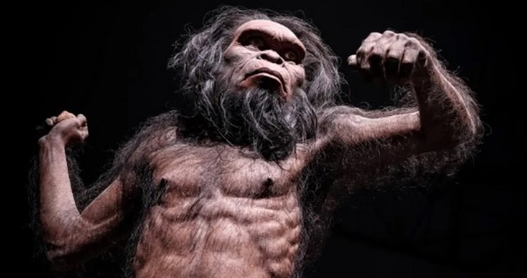 Homo habilis