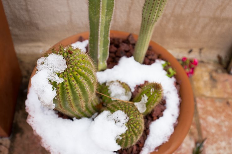 Кактус, цветок, растение, колючее растение, опасное растение, запретили кактусы, кактус поранил мужчину, домашнее растение