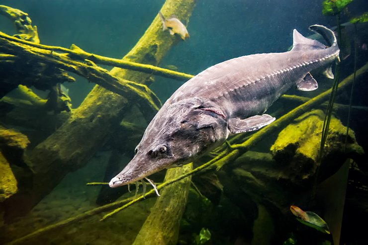 осетр, осетровые, осетровая икра, черная икра