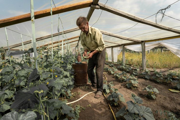 урожай 2024, урожай в украине, жара и урожай, аномальная жара, Урожай овощей 2024, урожай зерновых, цены на овощи, цены на огурцы, картофель 2024, урожай картофеля, урожай картофеля