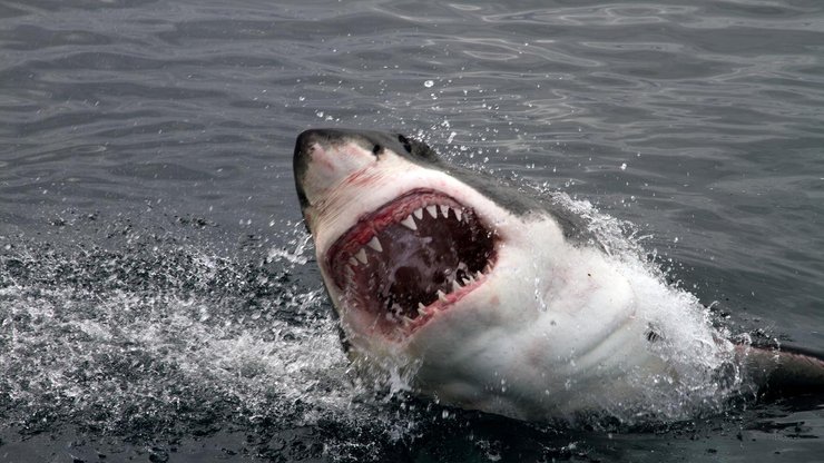 Акула, кокаиновые акулы, акулы питаются наркотиками, картели, контрабанда, морской хищник, биолог, исследования, влияние наркотиков,