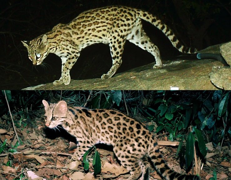 тигровый кот